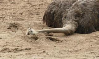 鸵鸟什么时候把头埋在沙子里 鸵鸟把头埋在沙子里